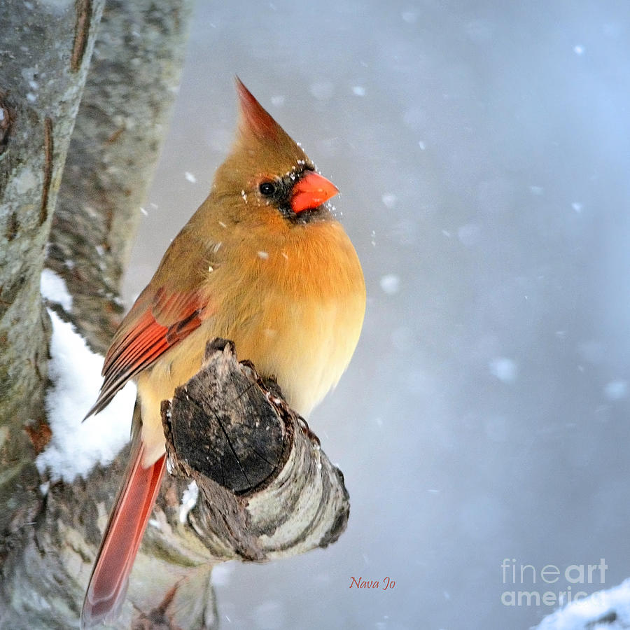 Glowing In The Snow Photograph by Nava Thompson