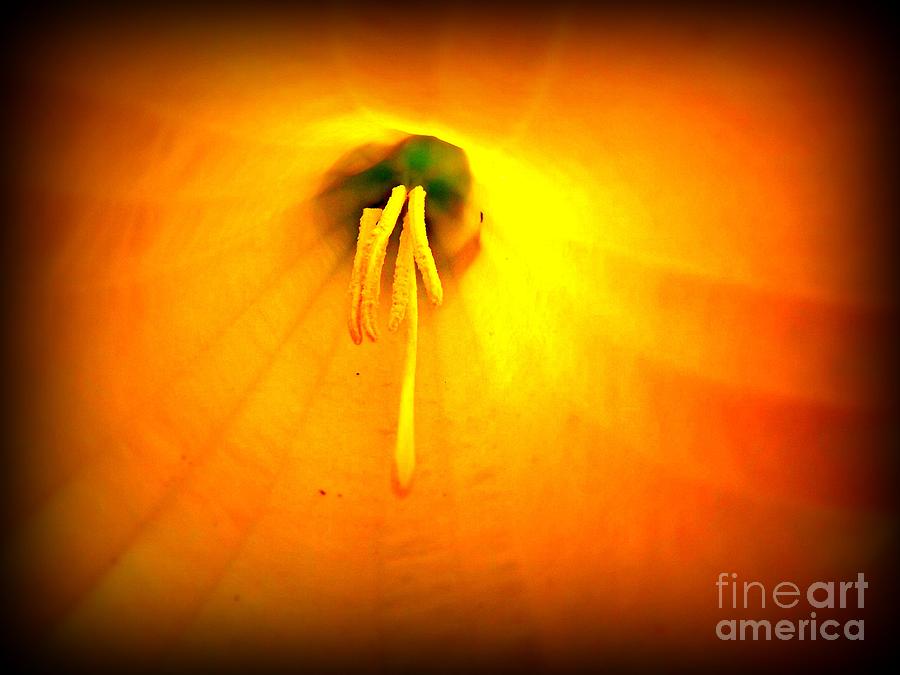 Flower Photograph - Glowing Inside by Clare Bevan