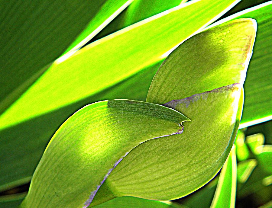 Glowing Iris Buds Photograph by Chris Berry