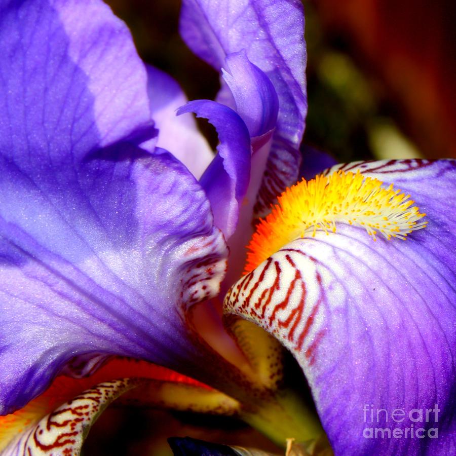 Glowing Iris Photograph by Carol Groenen