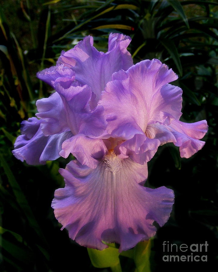 Glowing Iris Photograph by Marilyn Smith