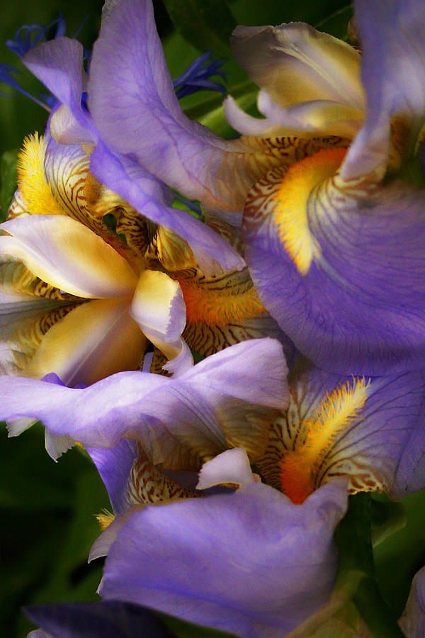Glowing Iris Photograph by Susan McMenamin