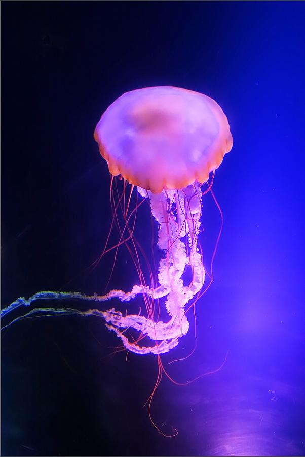 Glowing Jellyfish Photograph by Jane Girardot