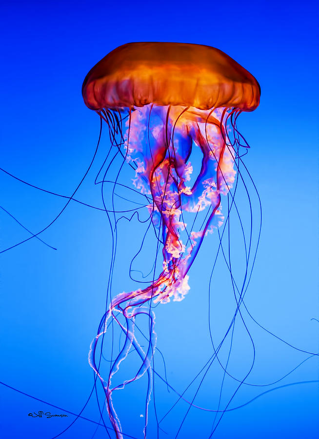 Fish Photograph - Glowing Jellyfish by Jeff Swanson