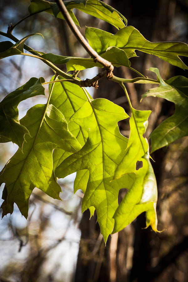 Glowing Leaves Photograph by James Woody
