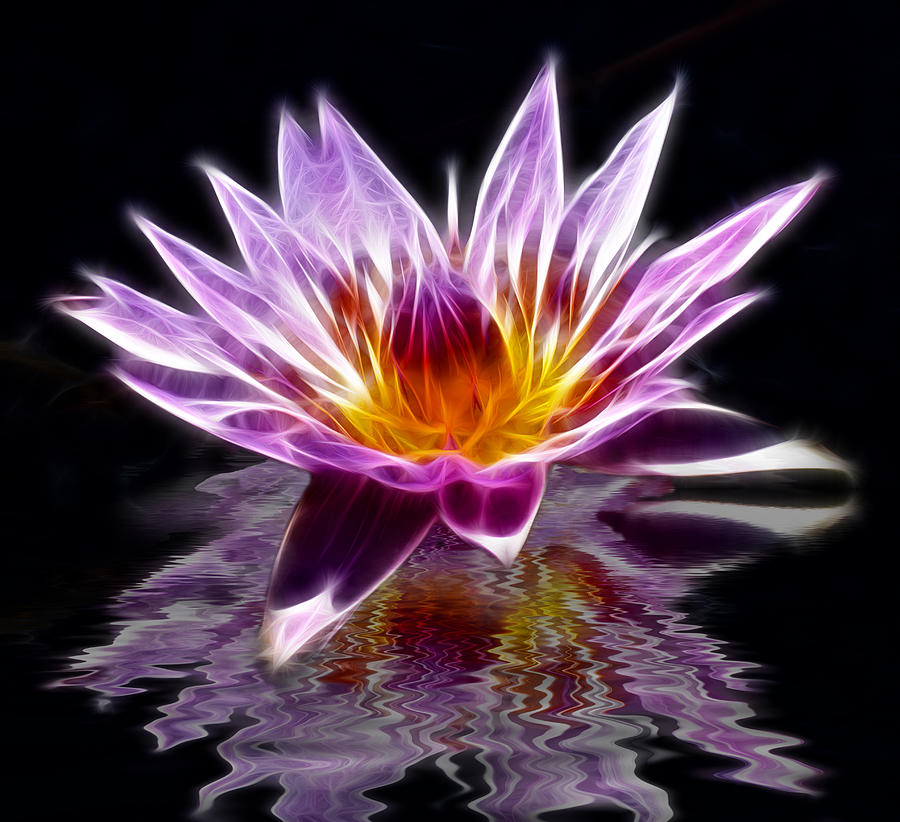 Glowing Lilly Flower Photograph by Shane Bechler