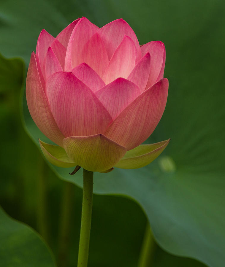 Glowing lotus Photograph by Jane Luxton