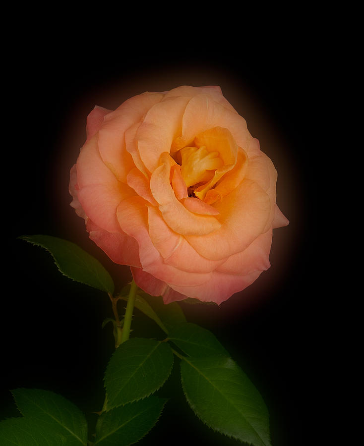 Flower Photograph - Glowing Love and Peace by Onyonet Photo studios