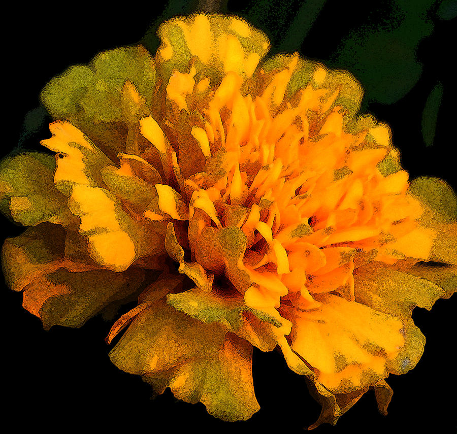 Glowing Marigold Photograph by Karen Harrison Brown