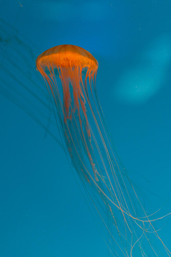 Glowing Orange Sea Nettle Photograph by Scott Campbell