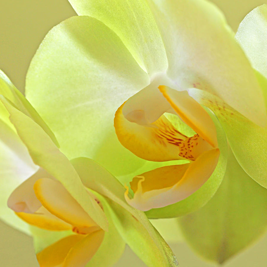 Glowing Orchid - Lemon and Lime Photograph by Gill Billington