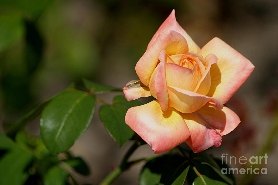 Glowing Peace Rose Photograph by Living Color Photography Lorraine Lynch