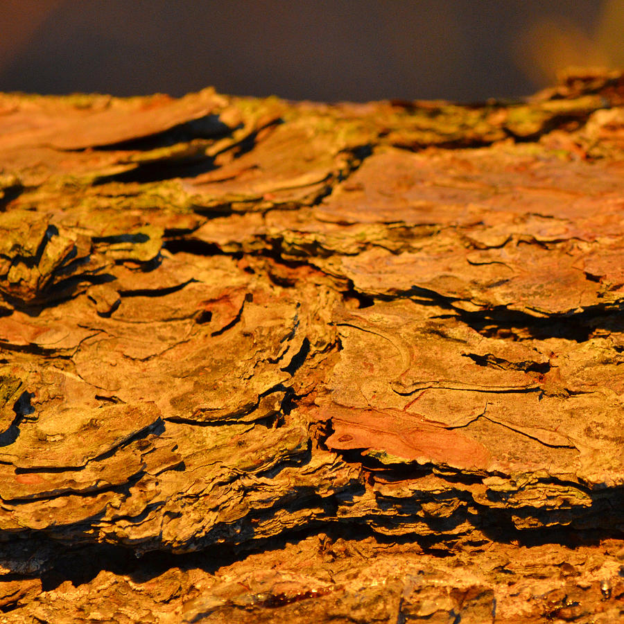 Glowing Pine Bark Photograph by Beth Venner
