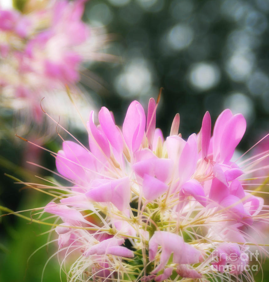 Flowers Still Life Photograph - Glowing Pink Bokeh by Amy Cicconi