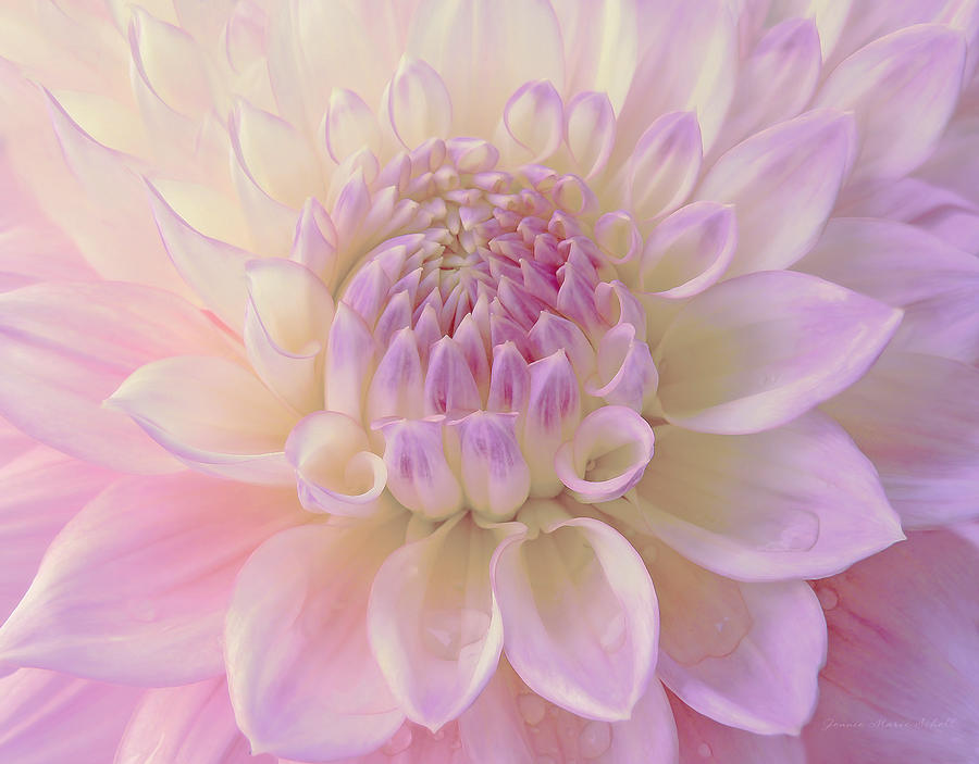 Glowing Pink Ivory Dahlia Flower Photograph by Jennie Marie Schell