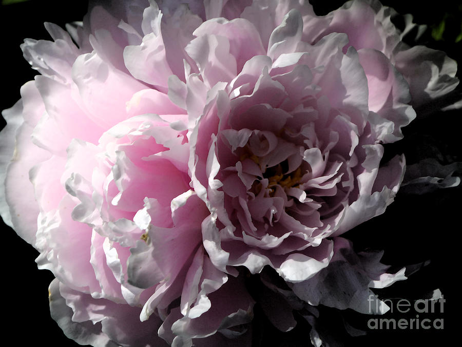 Abstract Photograph - Glowing Pink Peony by Christiane Schulze Art And Photography