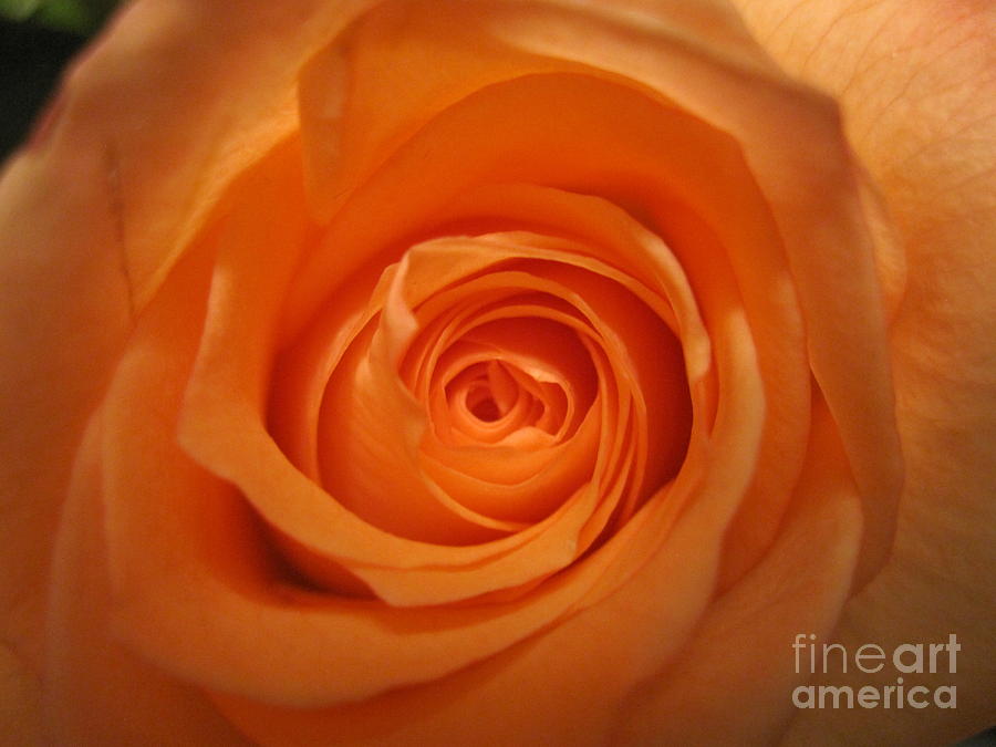 Glowing Orange Rose Photograph by Tara  Shalton