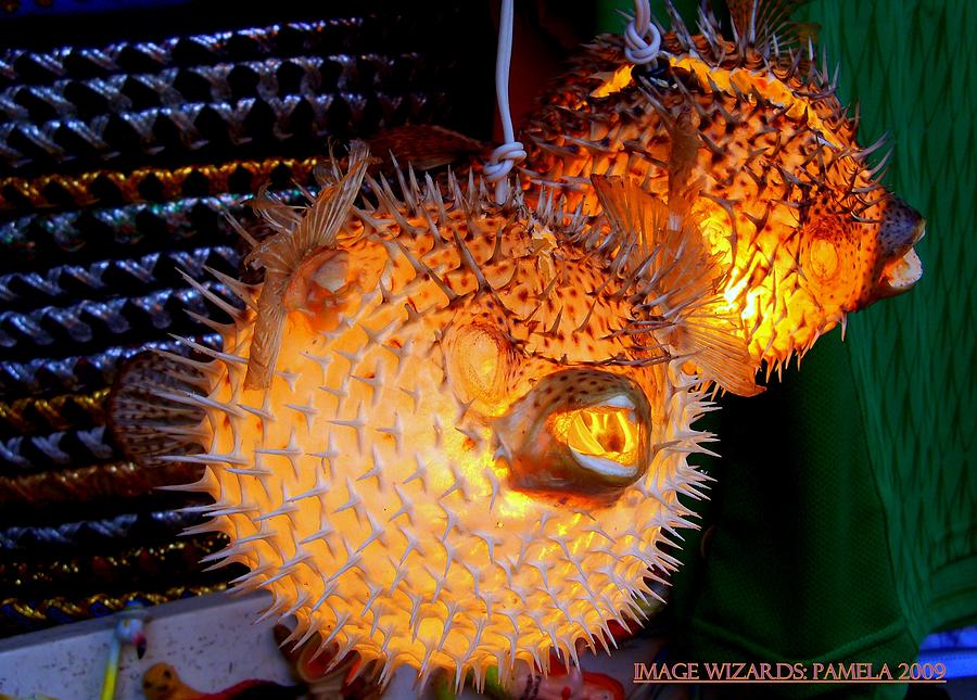 Glowing Pufferfish Digital Art by Pamela Smale Williams