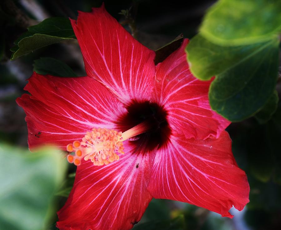 Nature Photograph - Glowing Red Hibiscus by Bruce Bley