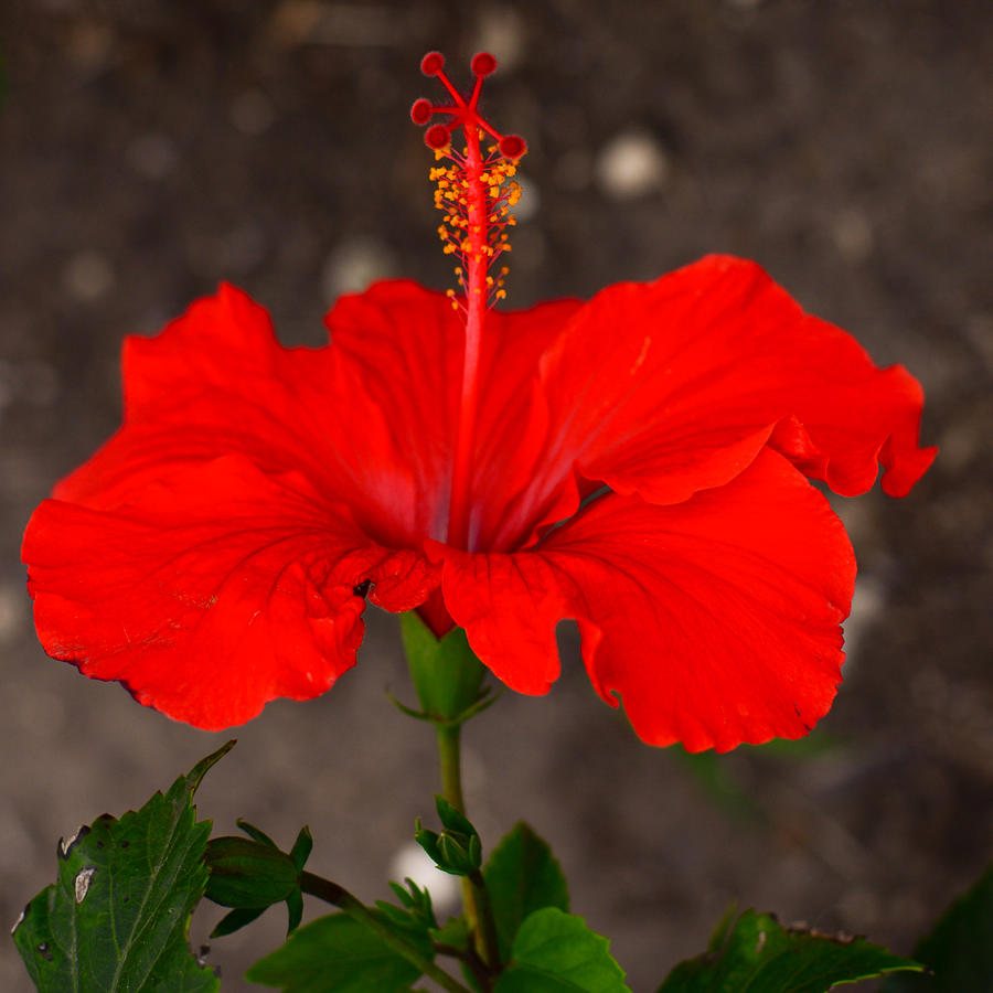 Glowing Red Hibiscus Photograph by Debra Martz