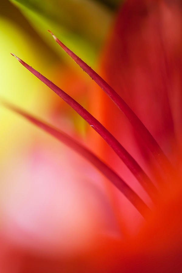 Glowing Red. Lily Macro Abstract Photograph by Jenny Rainbow