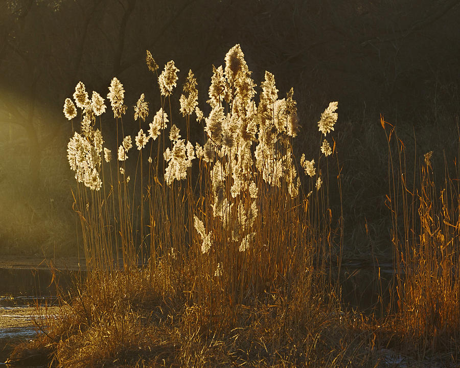 Glowing Reeds Photograph by Rob Graham