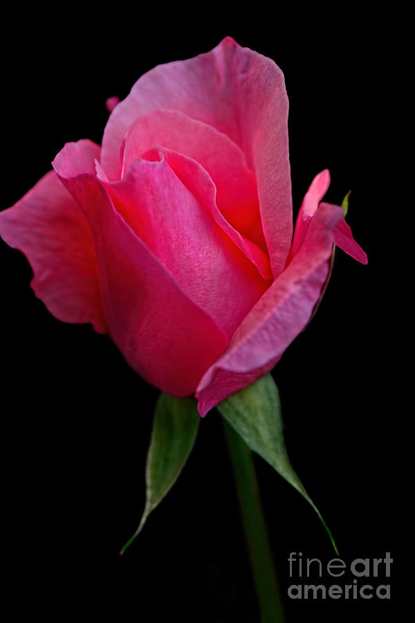 Nature Photograph - Glowing Rose by Kaye Menner by Kaye Menner