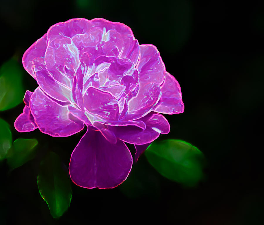 Glowing Rose II Photograph