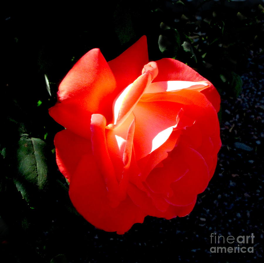 Glowing Rose  Photograph by Marilyn Smith