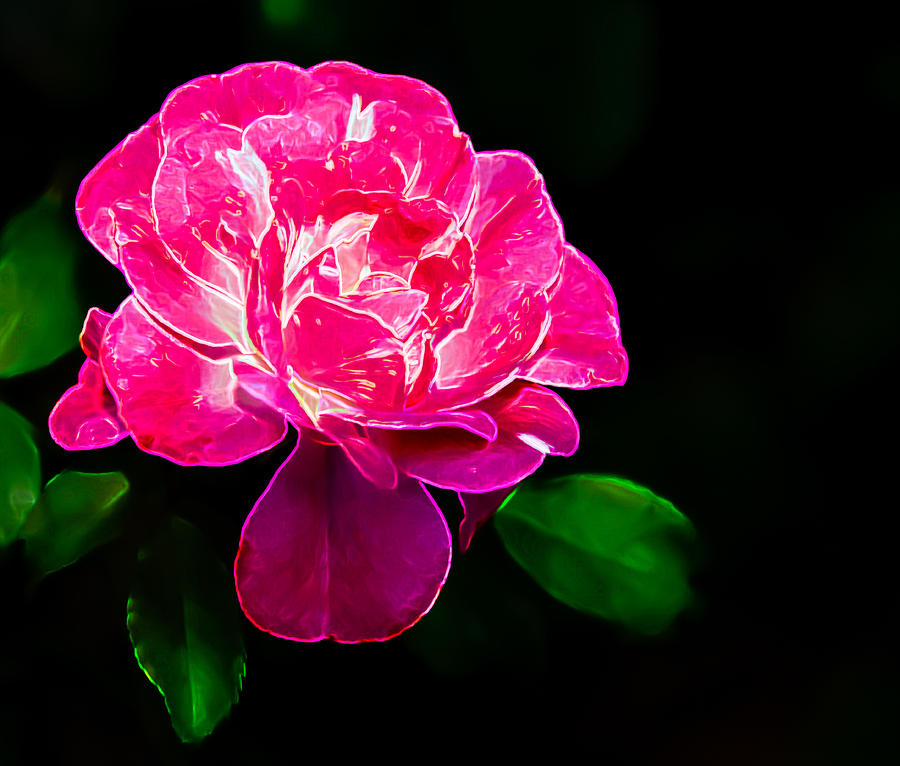 Glowing Rose Photograph by Penny Lisowski