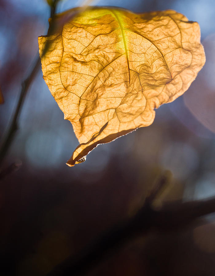 Greenbriar Photograph - Glowing Sawbrier Leaf 5 by Douglas Barnett