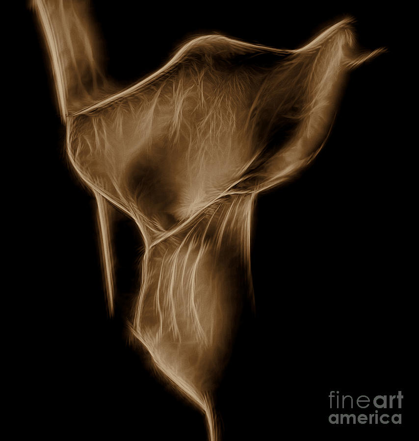 Glowing Sepia Lily Photograph by Shirley Mangini