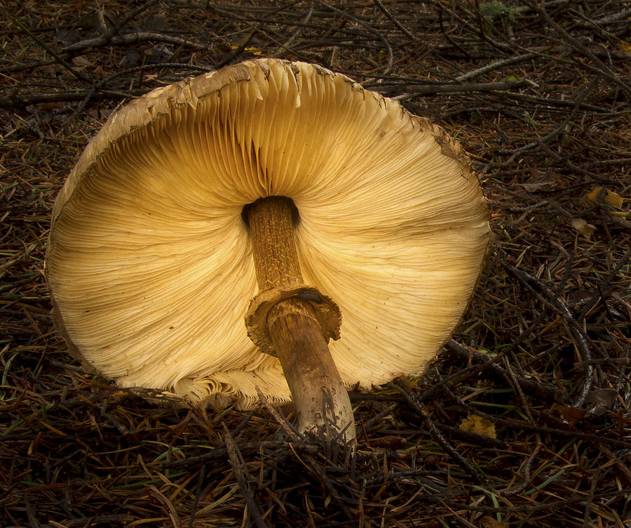 Glowing Shaggy Mane Mushroom Photograph by Jean Noren