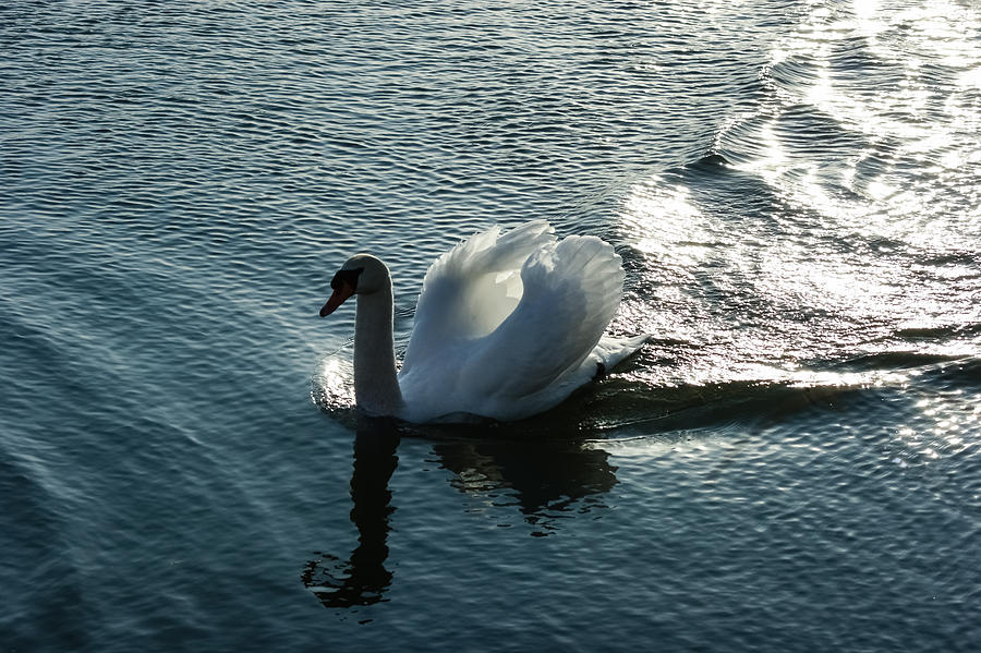 Glowing Silver Wake - the Pompous Territorial Swan Photograph by Georgia Mizuleva