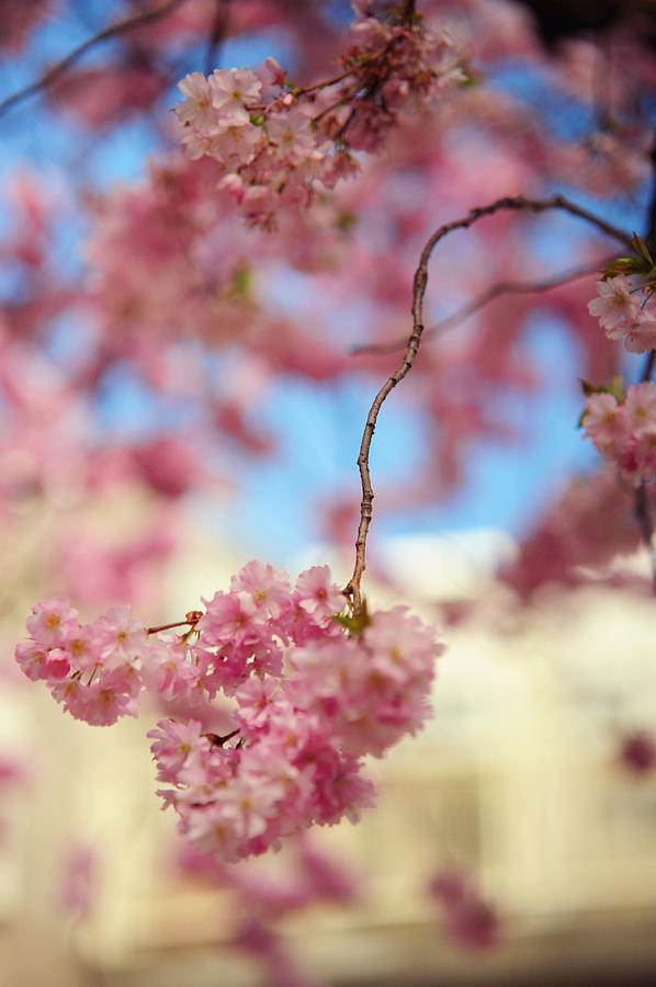 Glowing Softness. Pink Spring in Amsterdam Photograph by Jenny Rainbow