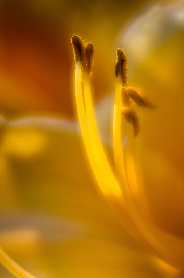 Glowing Stamen Photograph by Greg Nyquist