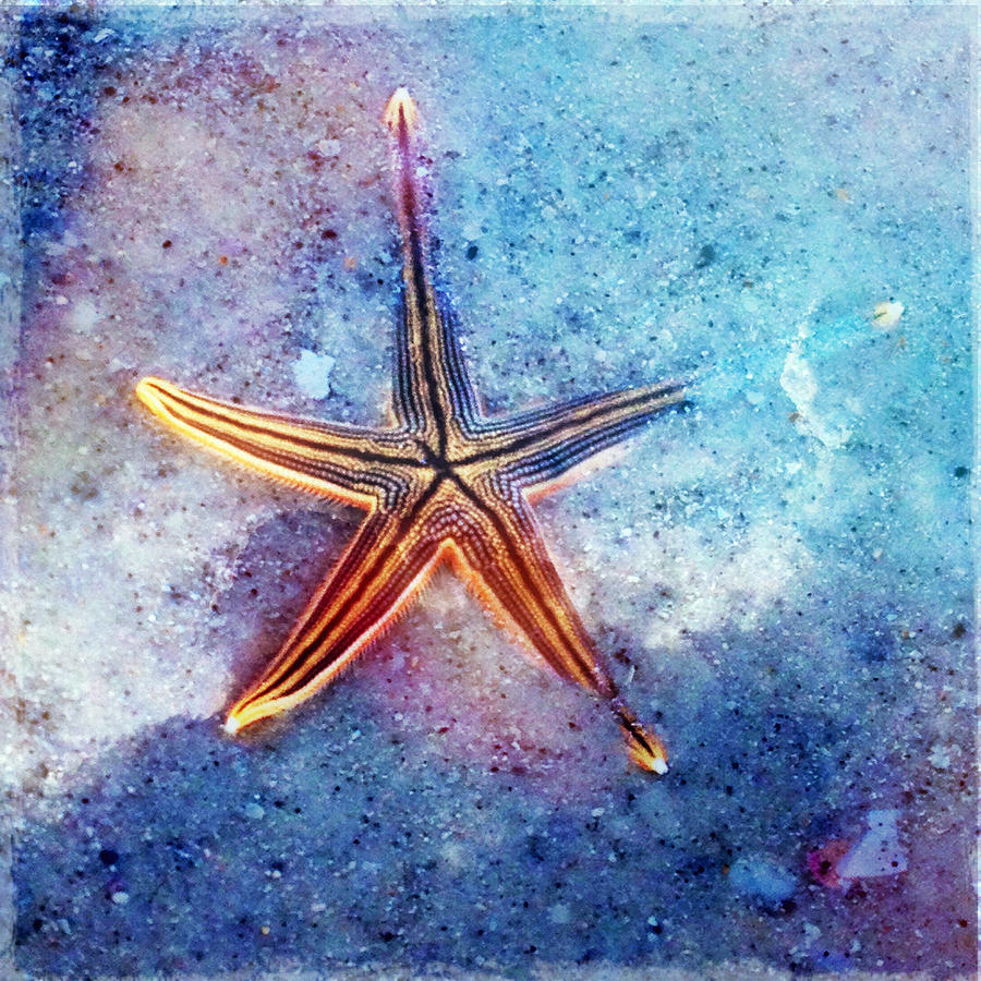 Glowing Starfish In The Sand Photograph by Skip Nall