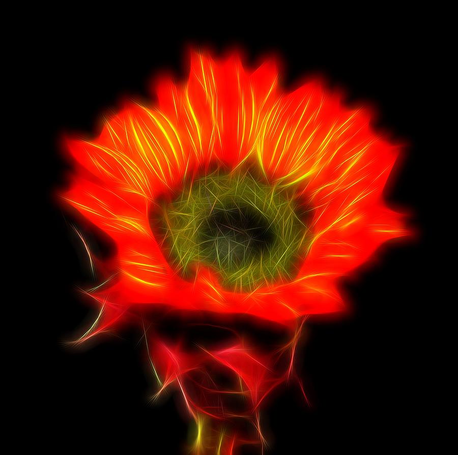 Glowing Sunflower Photograph by Judy Vincent