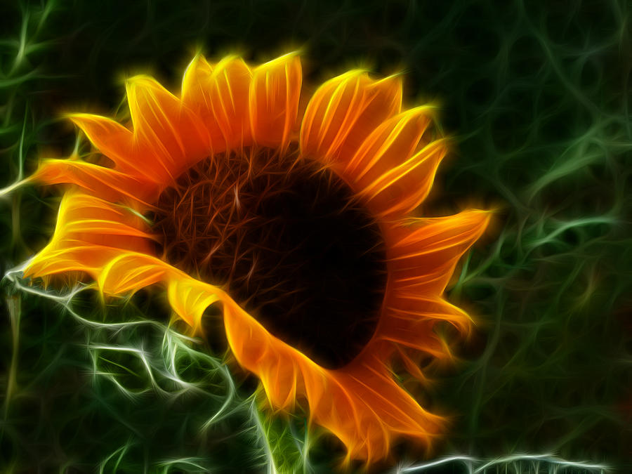 Glowing Sunflower Photograph by Shane Bechler