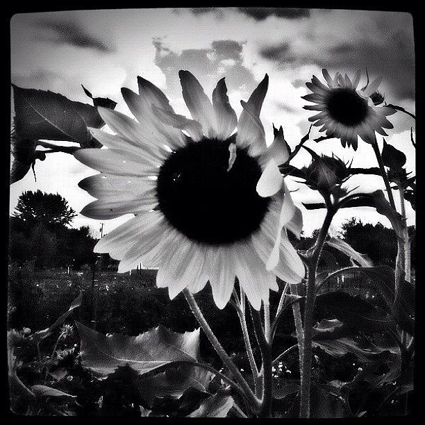 Flower Photograph - Glowing Sunflower by Stefanie Roberts