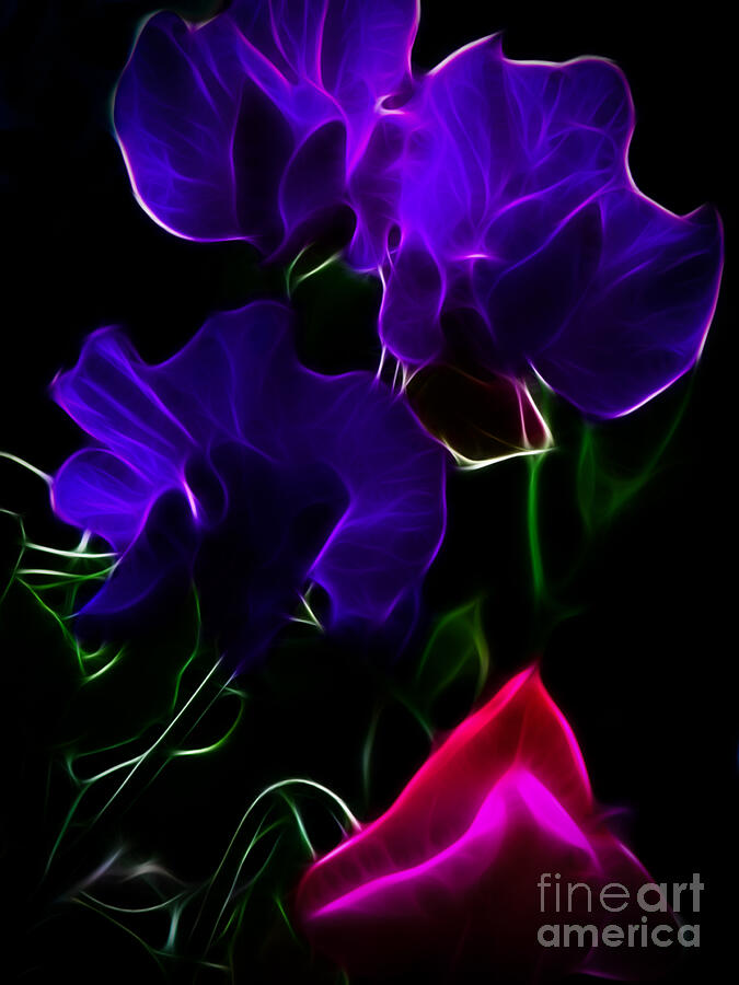 Glowing Sweet Peas Photograph by Yvonne Johnstone
