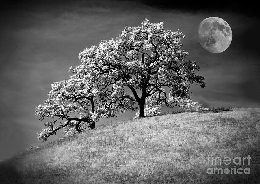 Glowing Tree And The Moon Photograph by Mimi Ditchie