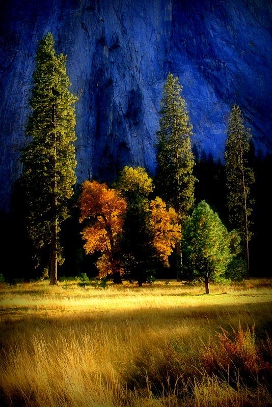 Yosemite National Park Photograph - Glowing Trees by Lynn Bawden