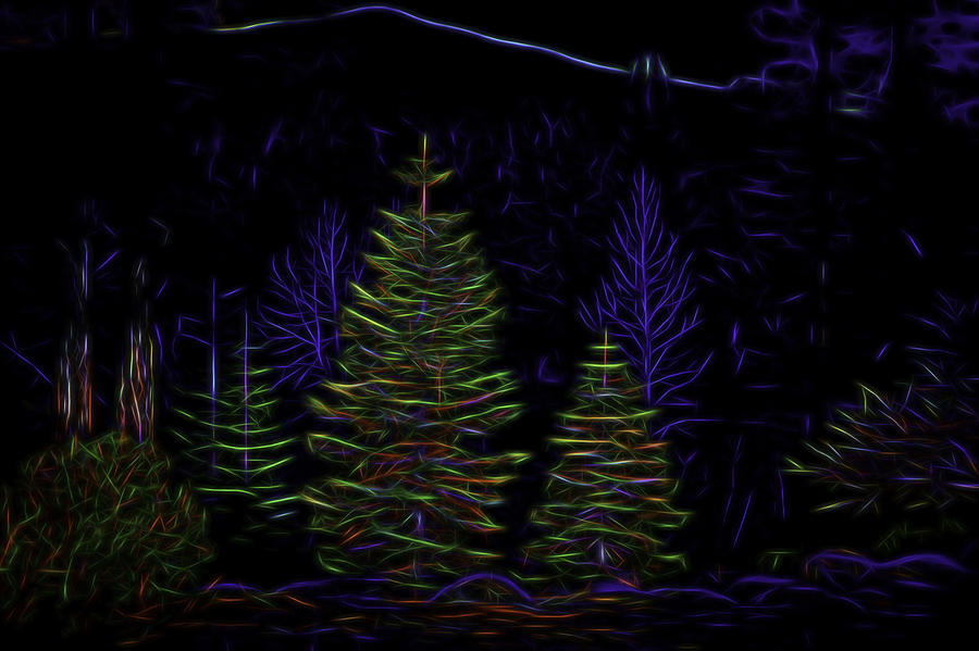 Abstract Photograph - Christmas Trees by Maria Coulson