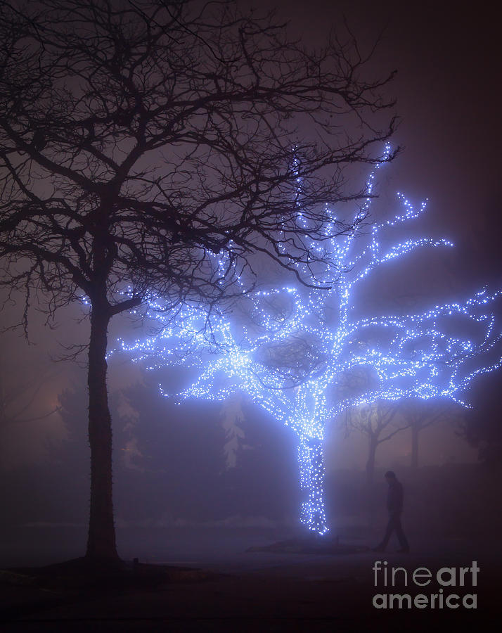 Tree Photograph - Glowing Trees by Nancy Chilcott