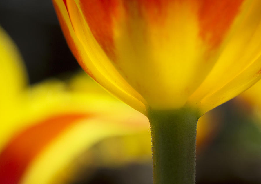 Glowing tulip Photograph by Arkady Kunysz