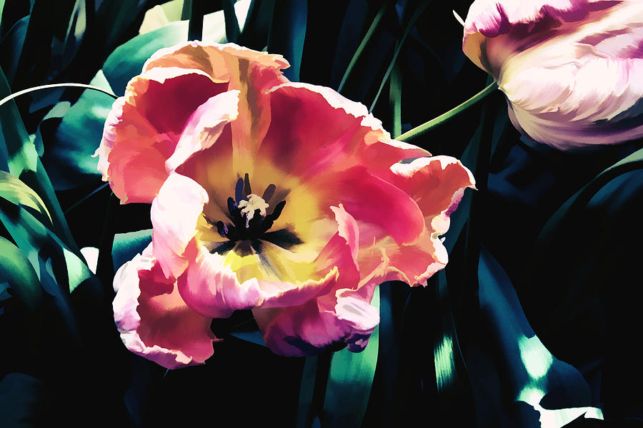 Glowing Tulip Photograph by Marion McCristall