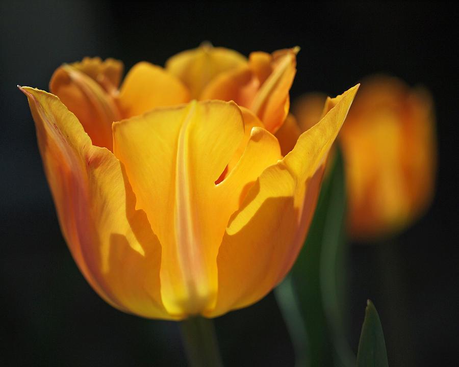 Tulip Photograph - Glowing Tulips by Rona Black