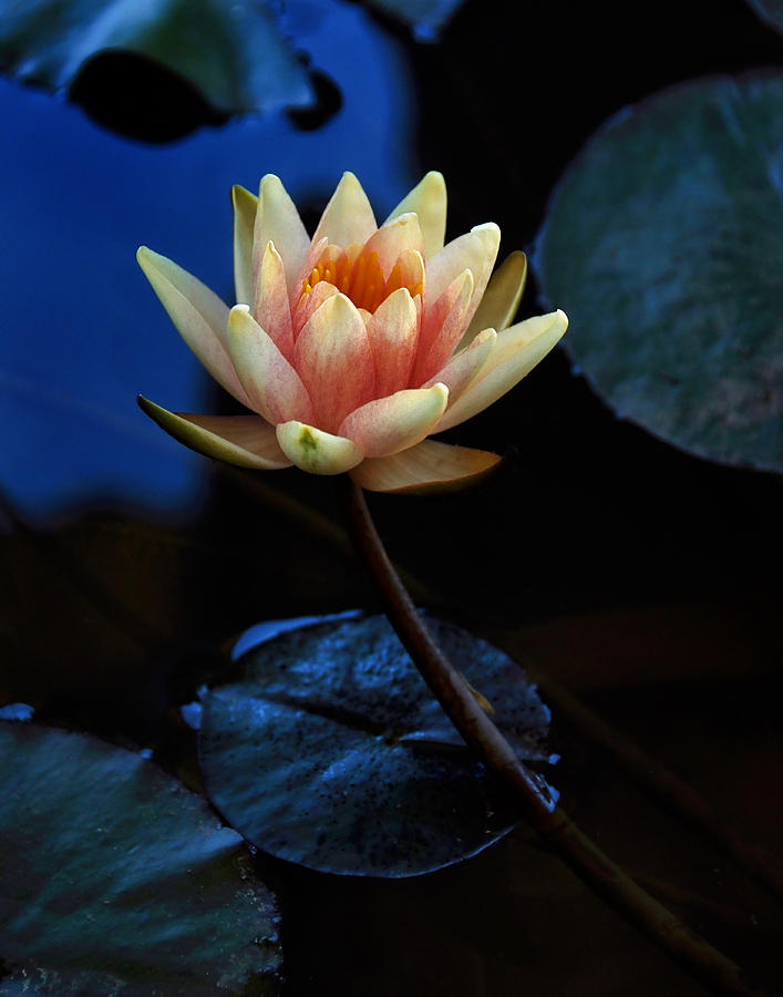 Glowing Waterlily Photograph by Marion McCristall