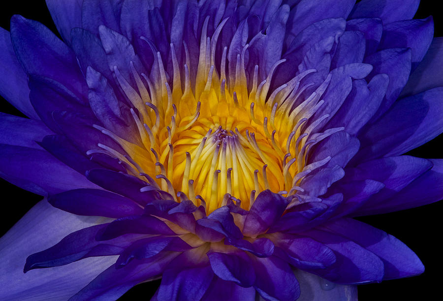 Glowing Waterlily Photograph by Susan Candelario